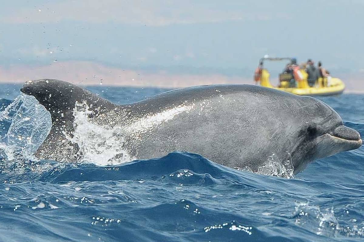 Benagil Dolphin Albufeira