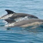 Dolphin watching from Albufeira