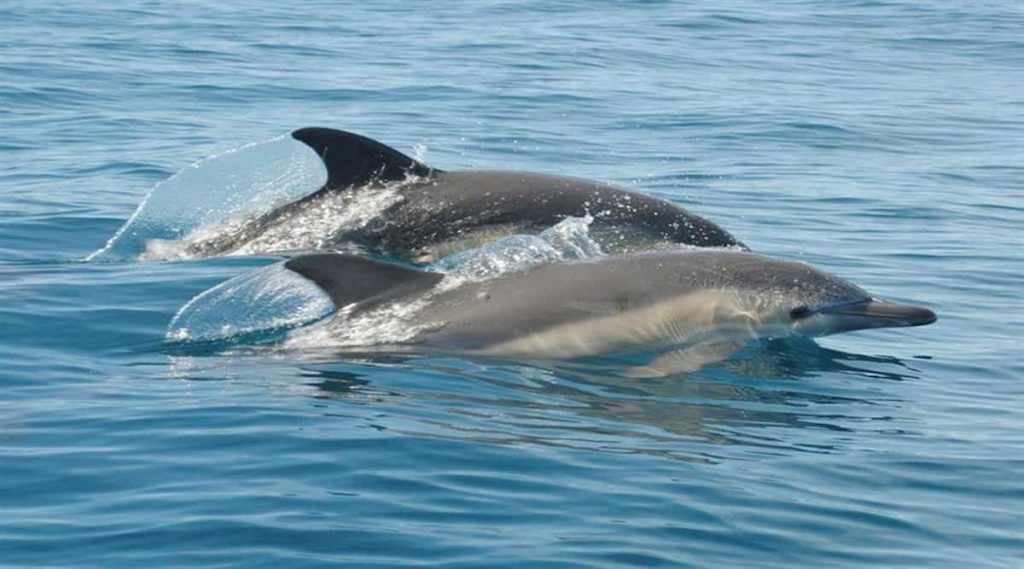 Dolphin watching from Albufeira