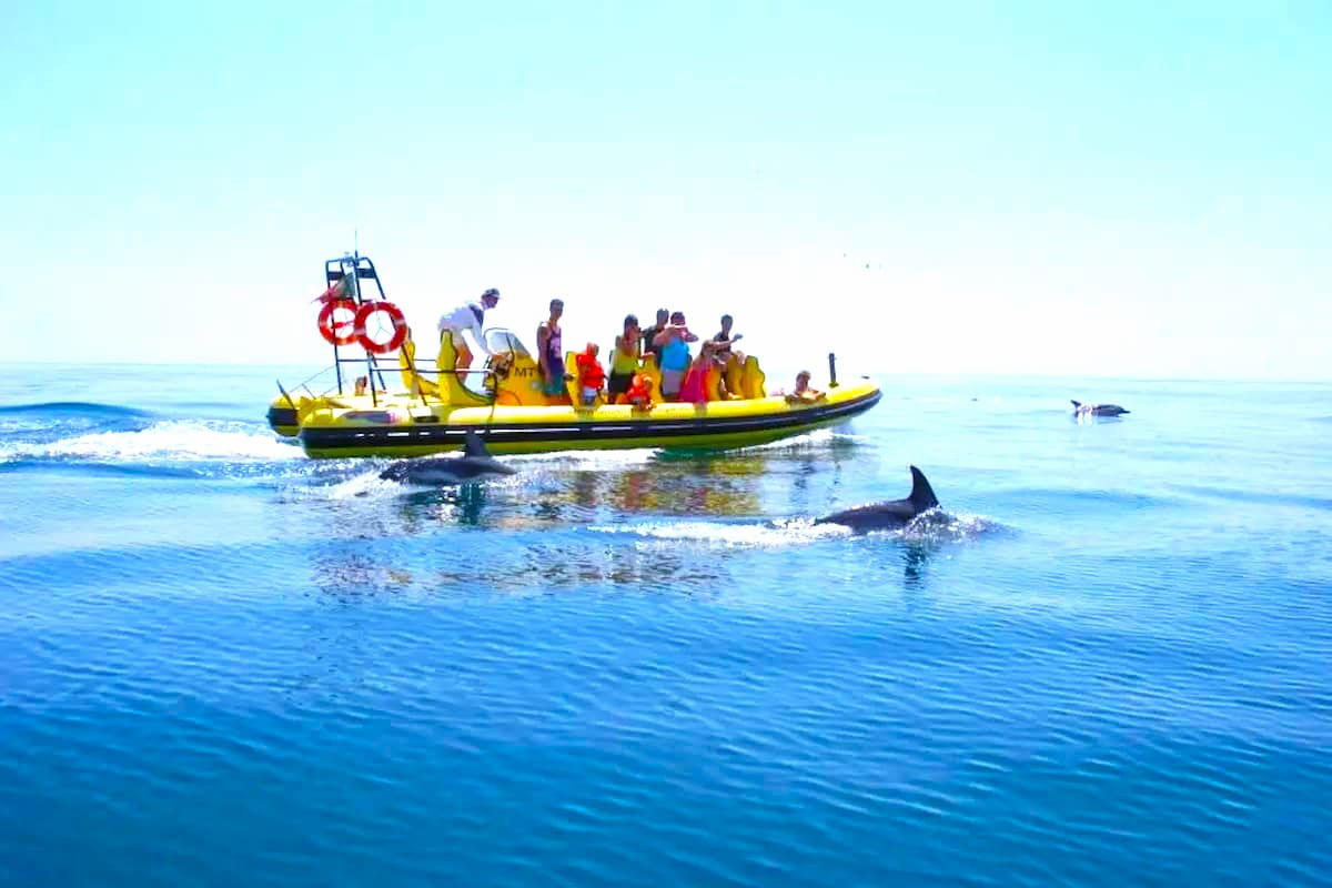 Benagil And Dolphin Albufeira