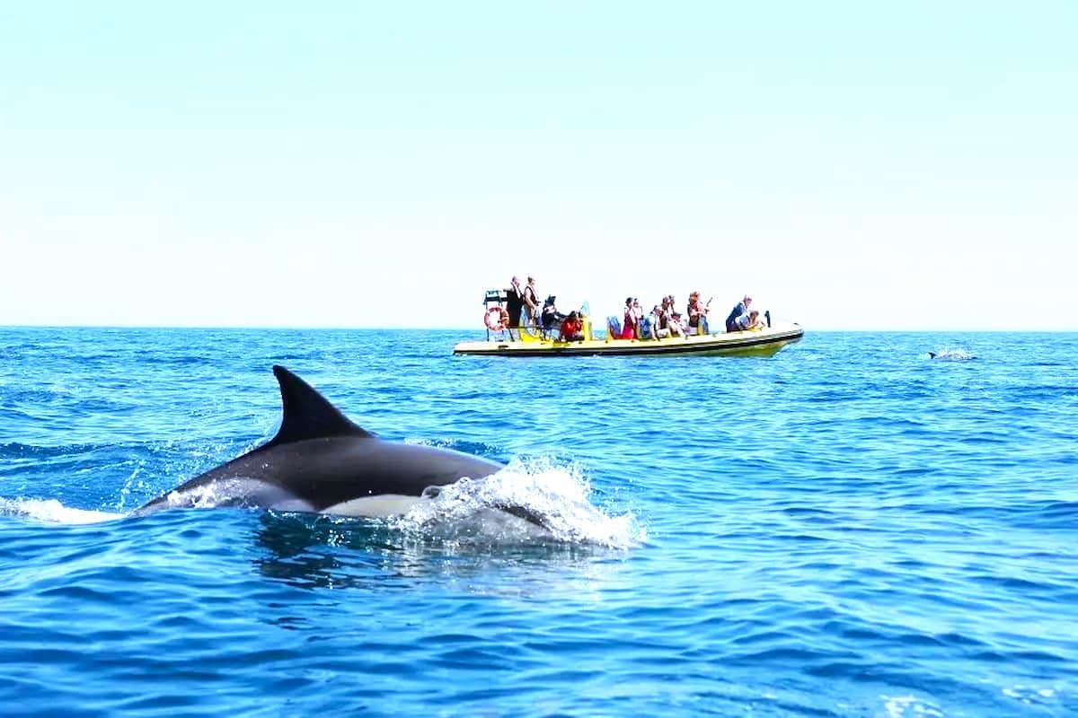 Benagil And Dolphin Albufeira