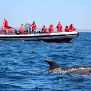 Lagos dolphin watching