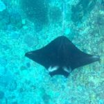 Nusa Lembongan Manta Ray Snorkeling