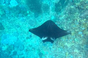 Nusa Lembongan Manta Ray Snorkeling