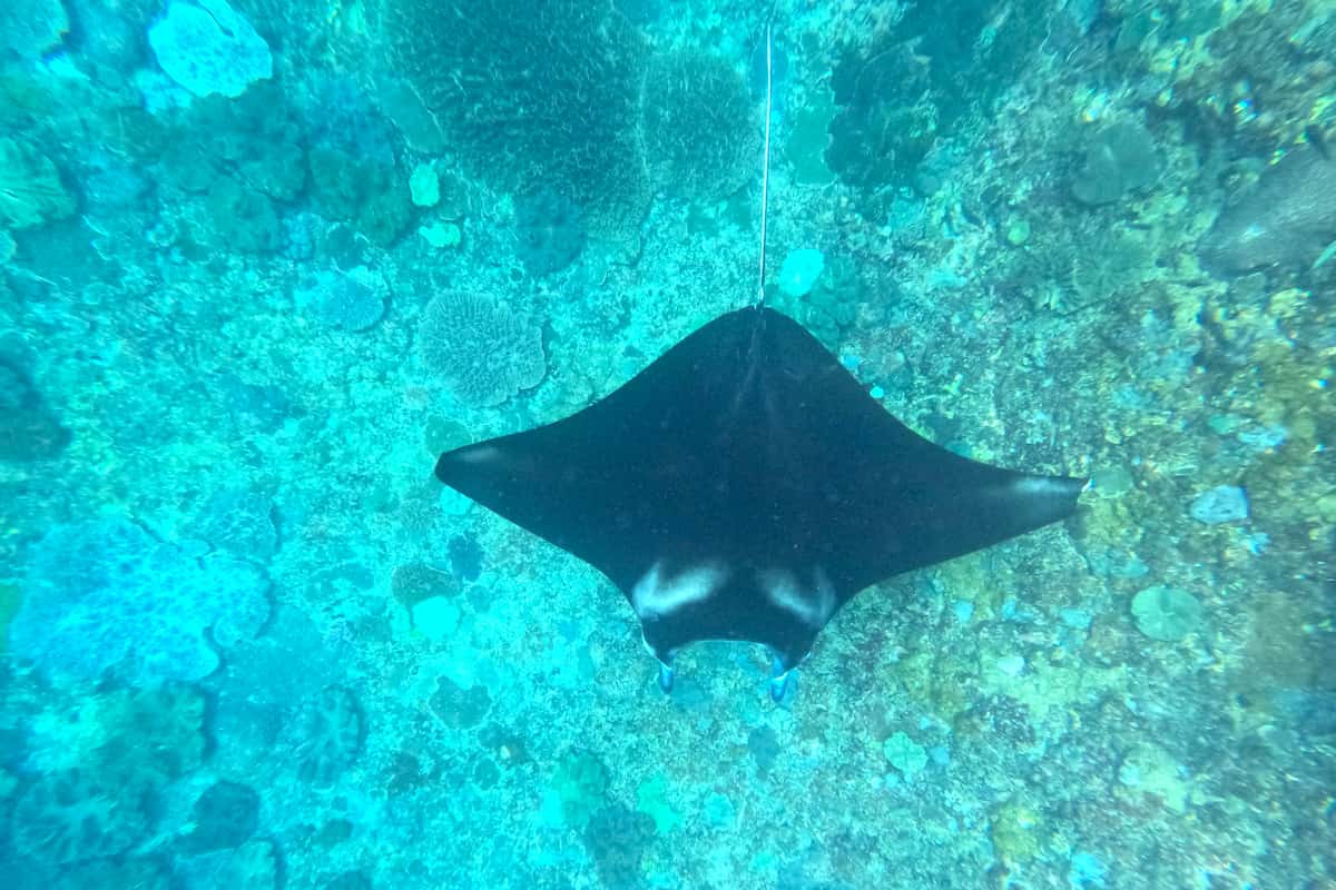Nusa Lembongan Manta Ray Snorkeling
