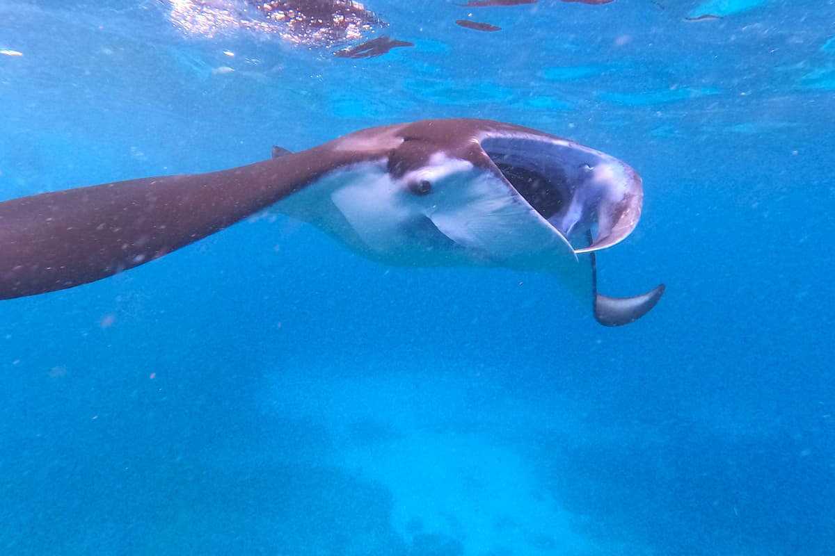 Bali Manta Ray Snorkeling