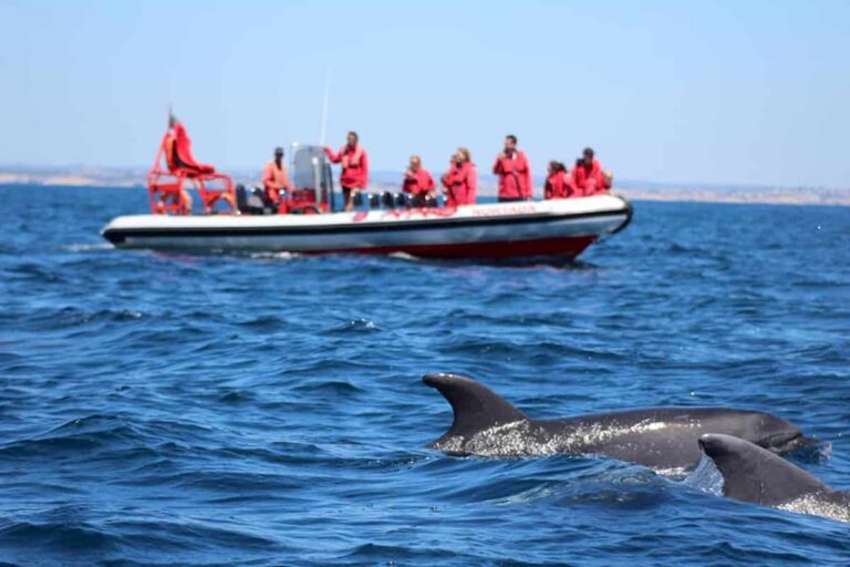 Lagos Dolphin Watching