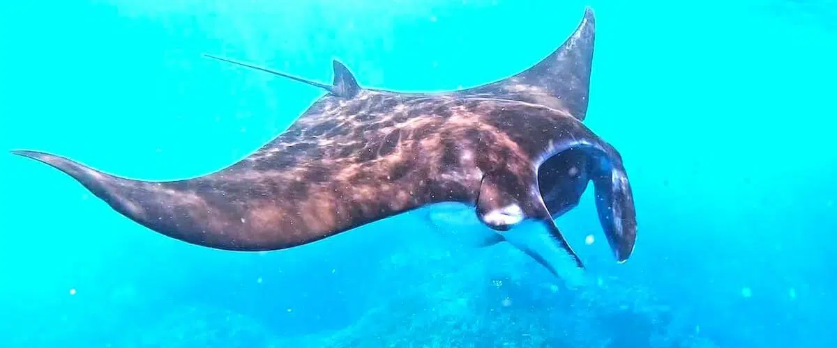 Nusa Lembongan Manta Ray Snorkeling