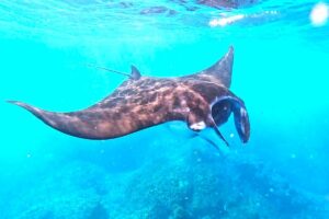 Nusa Lembongan Manta Ray Snorkeling