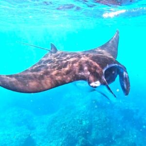Nusa Lembongan Manta Ray Snorkeling
