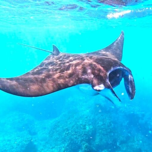 Nusa Lembongan Manta Ray Snorkeling