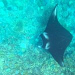 Bali Manta Ray Snorkeling