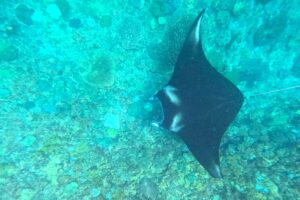 Bali Manta Ray Snorkeling