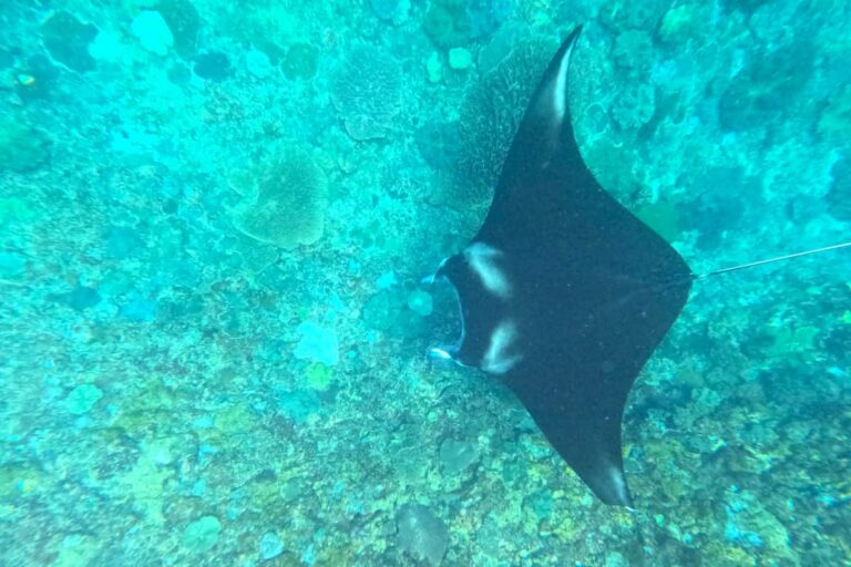 Bali Manta Ray Snorkeling