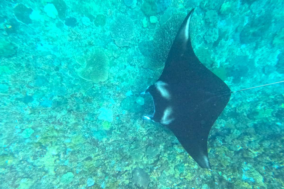Bali Manta Ray Snorkeling