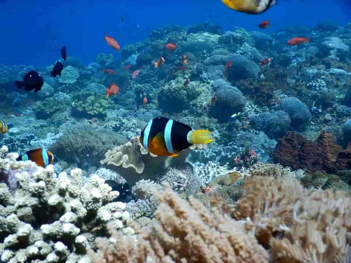 Nusa Lembongan Manta Ray Snorkeling