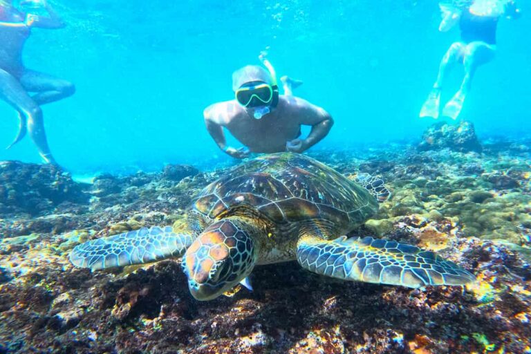 Nusa Penida Manta Ray Snorkeling