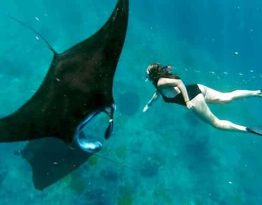 Bali Manta Ray Snorkeling