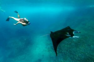 Bali Manta Ray Snorkeling