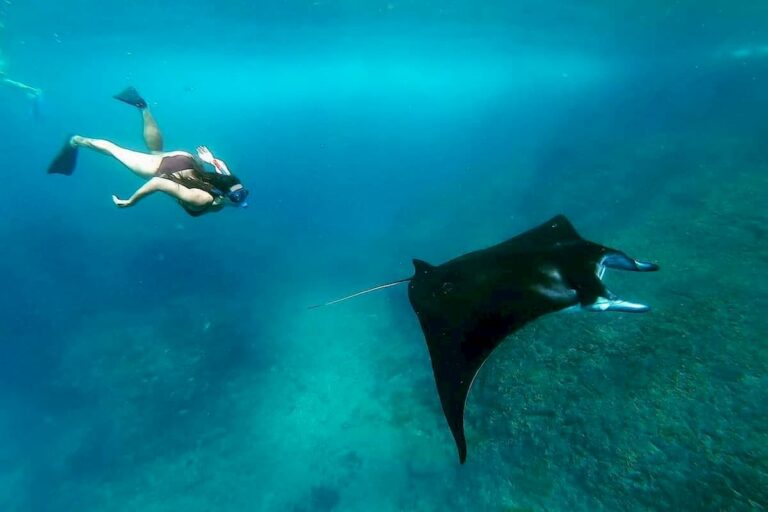 Bali Manta Ray Snorkeling