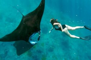 Nusa Penida Manta Ray Snorkeling