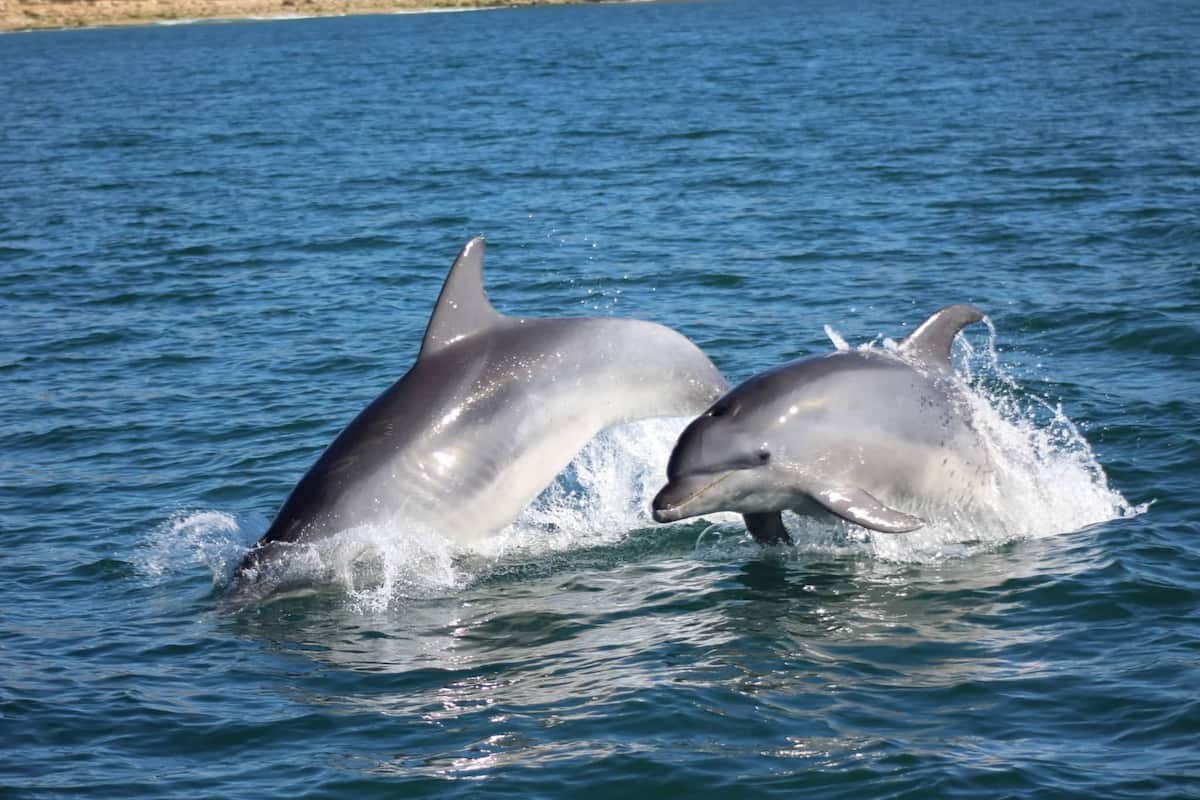 Benagil and dolphin Lagos