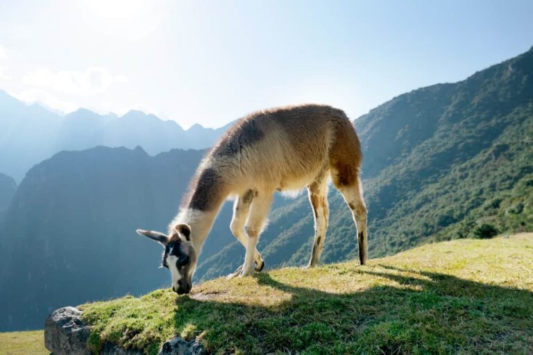 Machu Picchu Bus Tour