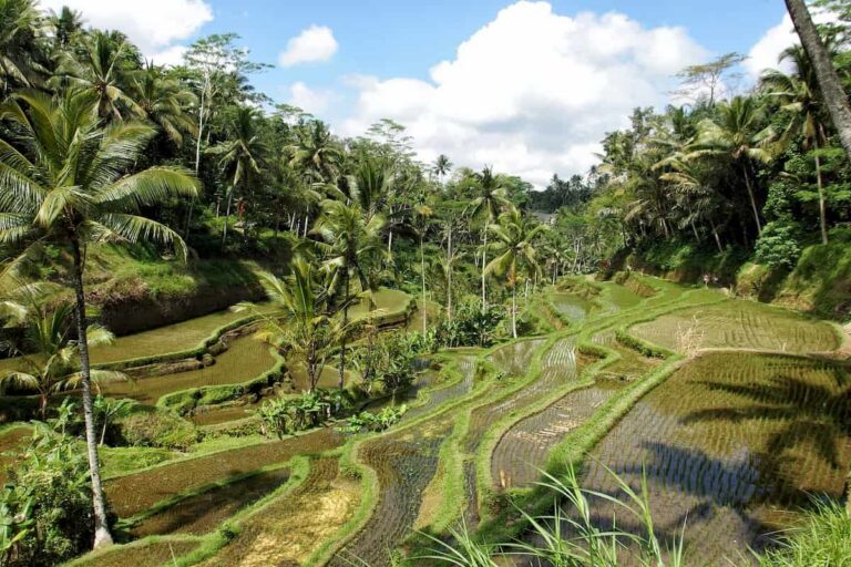 Bali Private Car Transfer