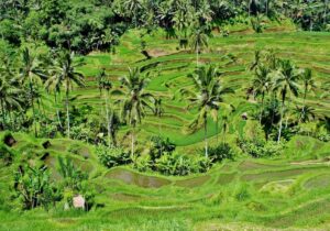 Bali Private Car Transfer
