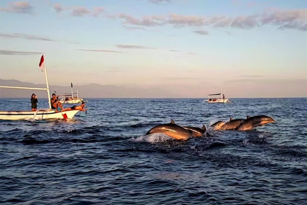 Bali Dolphin Tour