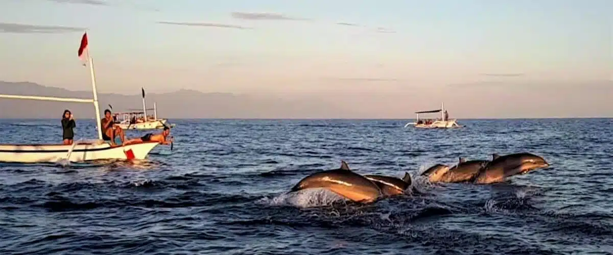 Bali Dolphin Tour