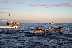 Bali Dolphin Tour
