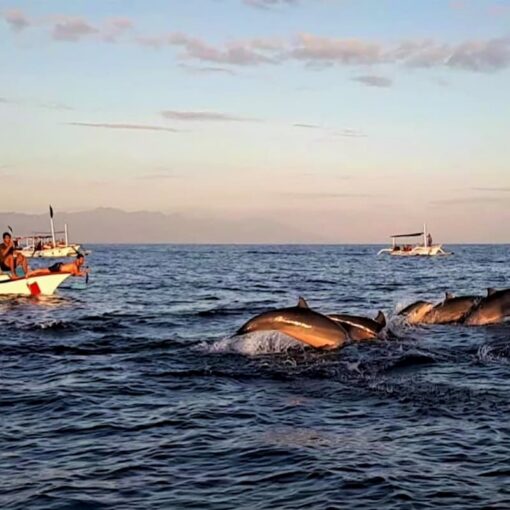 Bali Dolphin Tour