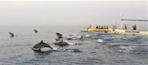 Bali Dolphin Watching + Gitgit Waterfall & Beratan Temple Tour