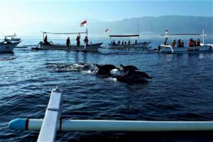 Bali Dolphin Watching + Gitgit Waterfall & Beratan Temple Tour