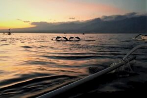 Bali Dolphin Watching + Gitgit Waterfall & Beratan Temple Tour