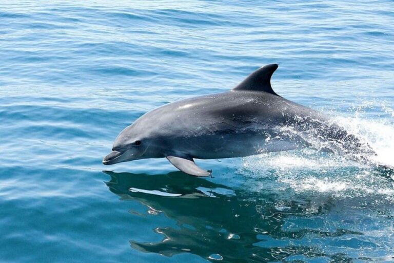 Benagil And Dolphin Tour