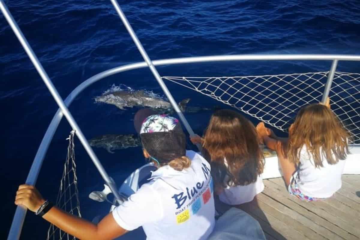 puerto de mogan dolphin watching