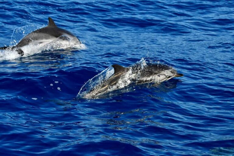 puerto de mogan dolphin watching