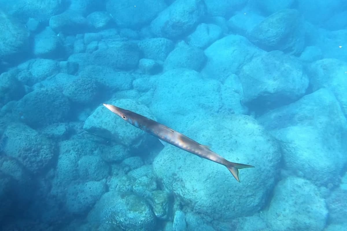 puerto de mogan dolphin watching