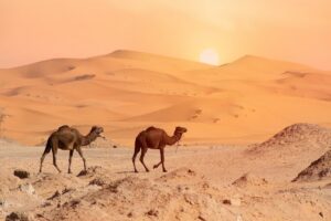 Fes Desert Tour