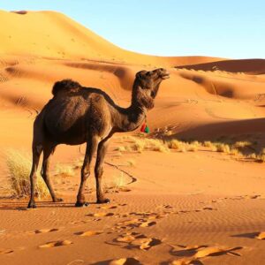 Fes To Marrakech Desert Tour