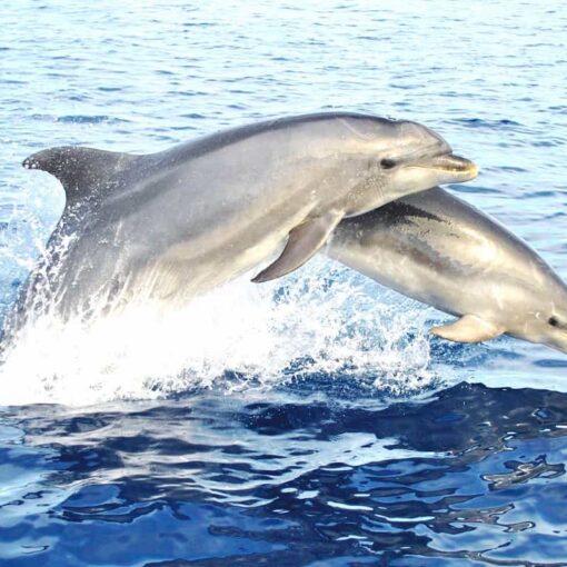 Benagil and dolphin boat tour from Lagos