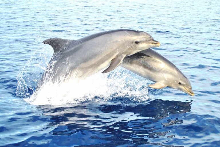 Benagil and dolphin boat tour from Lagos