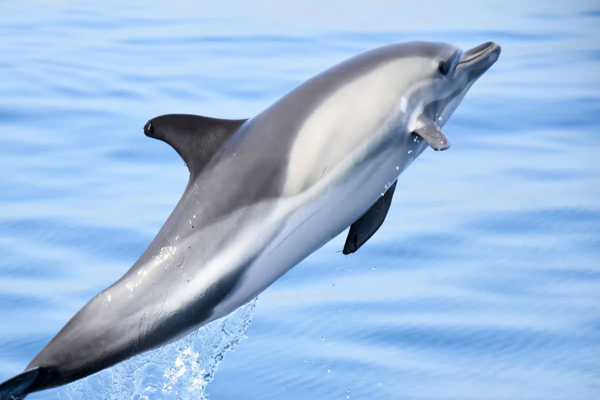 Benagil and dolphin boat tour from Lagos