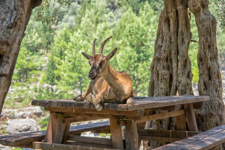 Samaria Gorge Tour From Chania