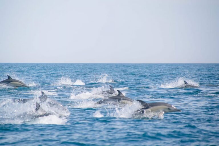 Benagil And Dolphin Portimão