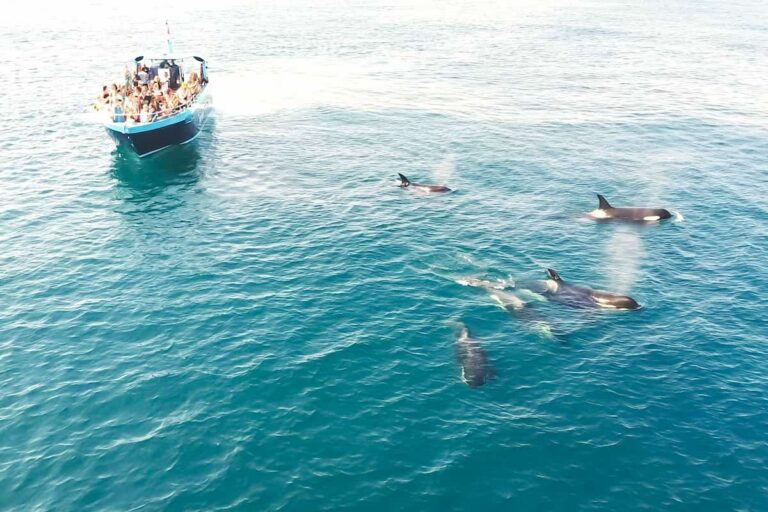 Benagil And Dolphin Portimão