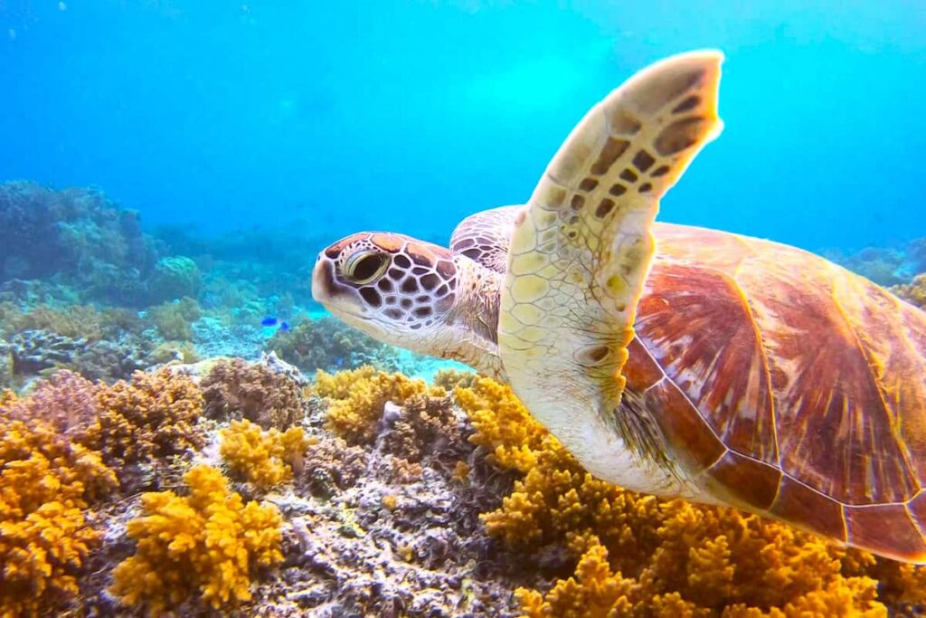 Gili Snorkeling Tour
