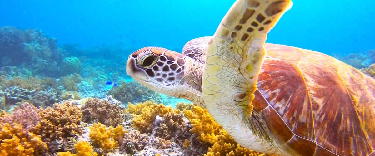 Gili Snorkeling Tour